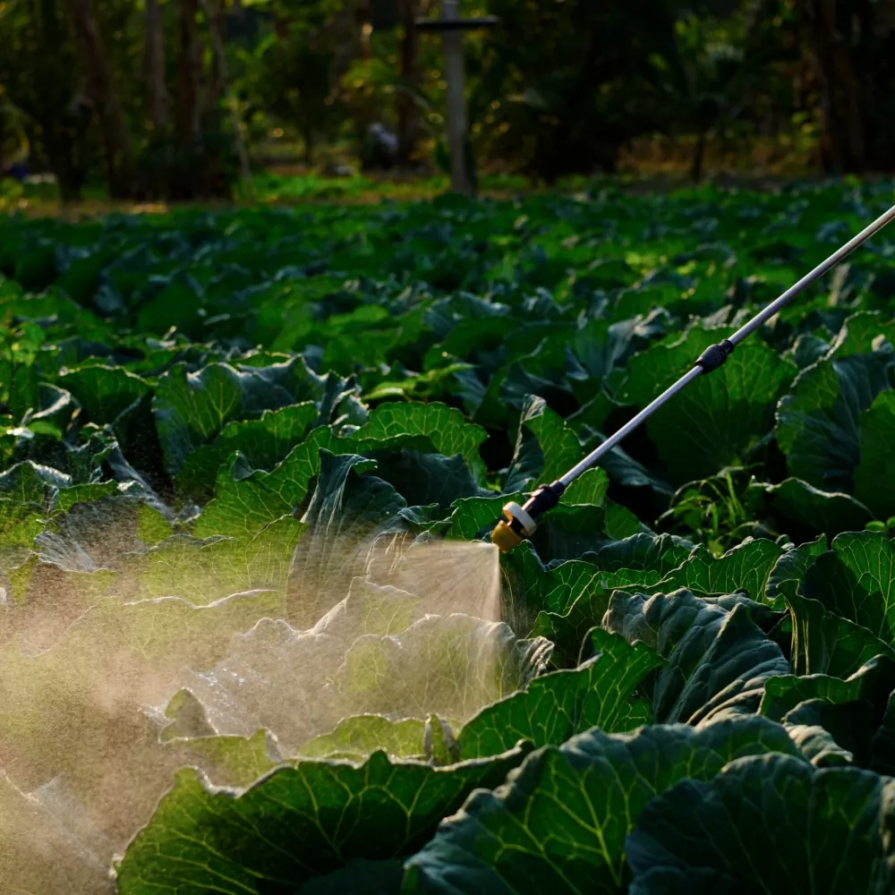 Agriculture-Garden